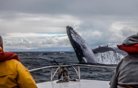Китовая разведка 80%: Где море раскрывает секреты
