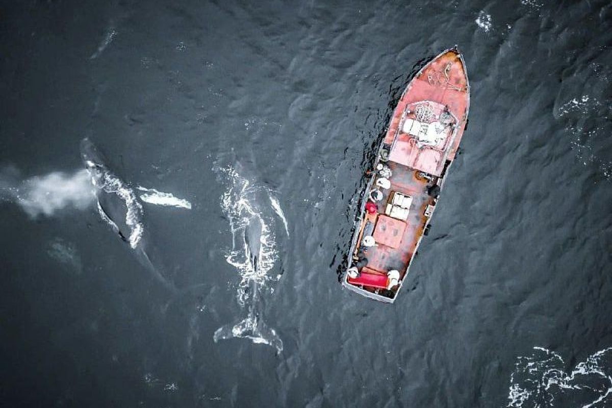 Китовая разведка 80%: Где море раскрывает секреты